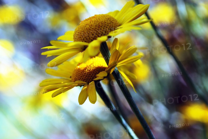 Anthémis des teinturiers (Anthemis tinctoria)