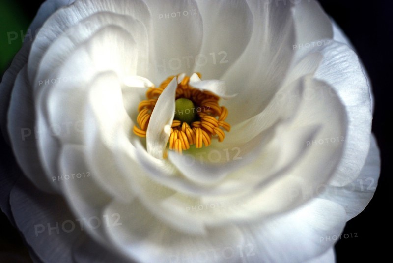 Flower (macro)