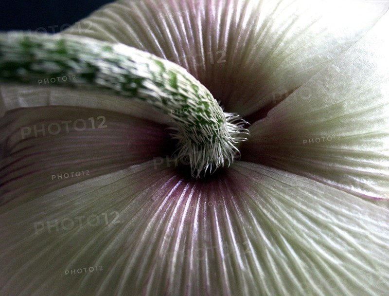 Japanese Anemone (Anemone japonica)