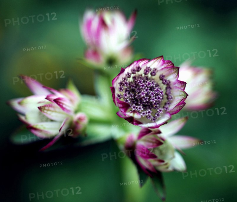 Astrance (Astrantia major)