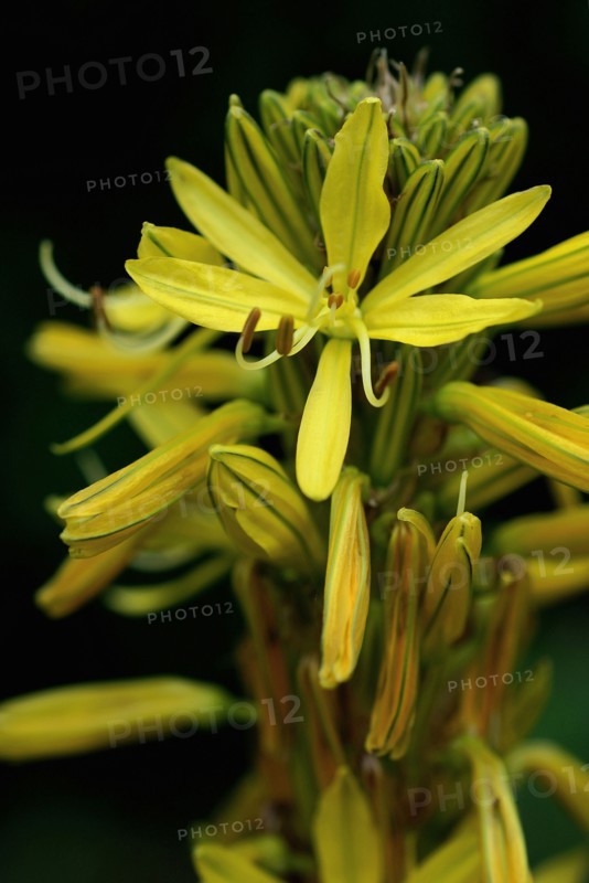 Jacob's Rod (Asphodeline lutea)