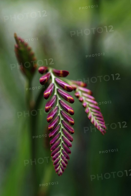 Crocosmia 'Lucifer'