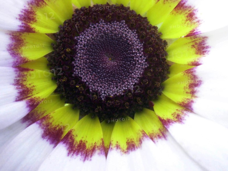 Painted daisy (Chrysanthemum carinatum)