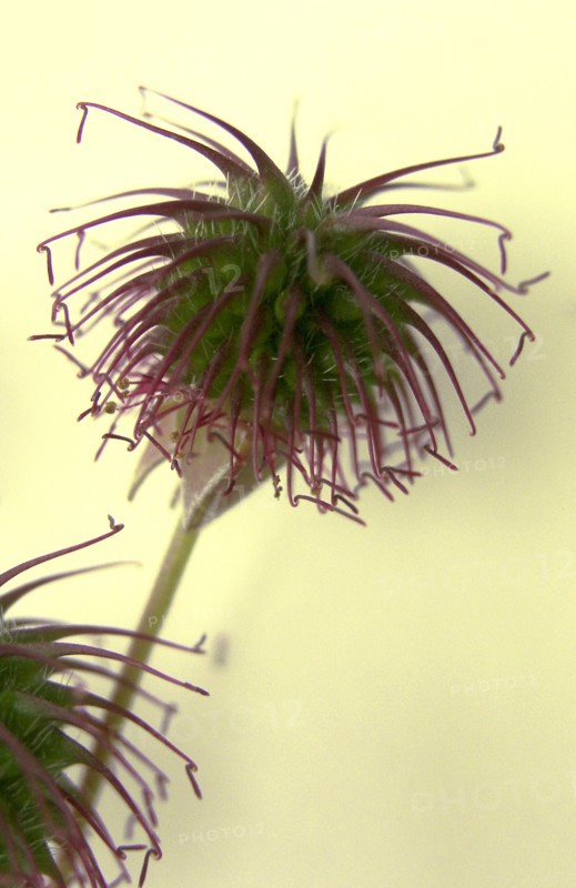 Flower (macro)