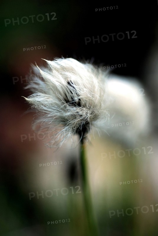 Flower (macro)