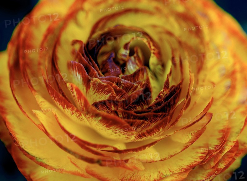 Fleur (macro)