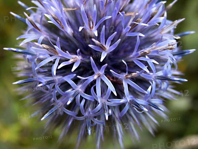 Echinops