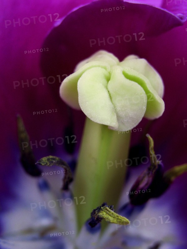 Parrot tulip (Tulipa)