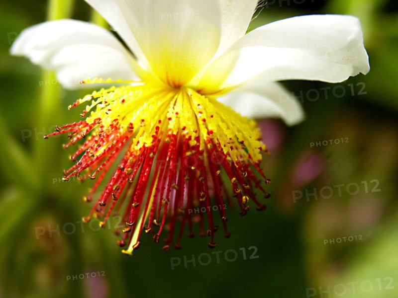 African hemp (Sparmannia africana)