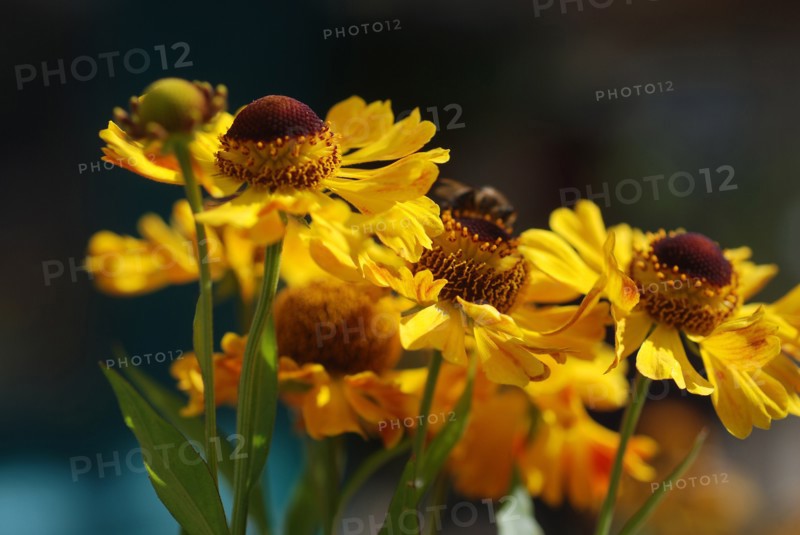 Helenium 'Sahin's Early Flowerer'