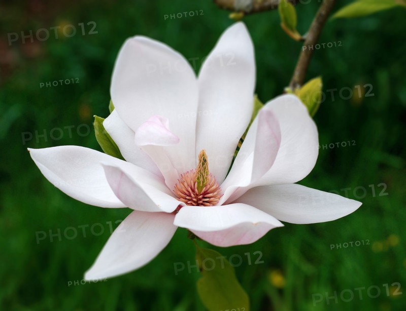 Magnolia flower