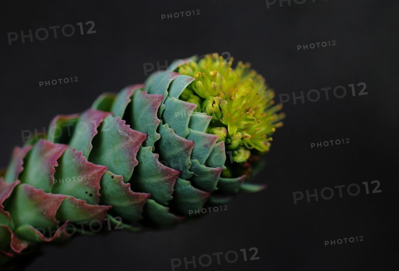 Sedum flower