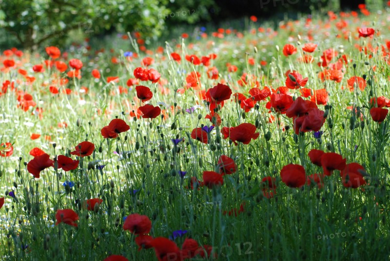 Champ de Coquelicots