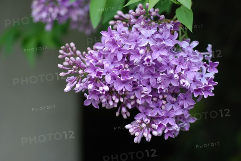 Syringa (lilas)