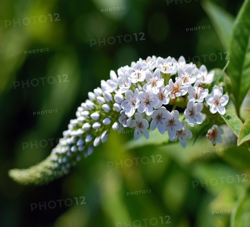 Lysimachia clethroides