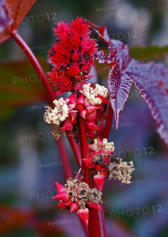 Ricin commun "Carmencita rouge"
