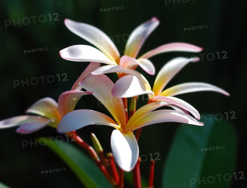 Plumeria (Frangipani)