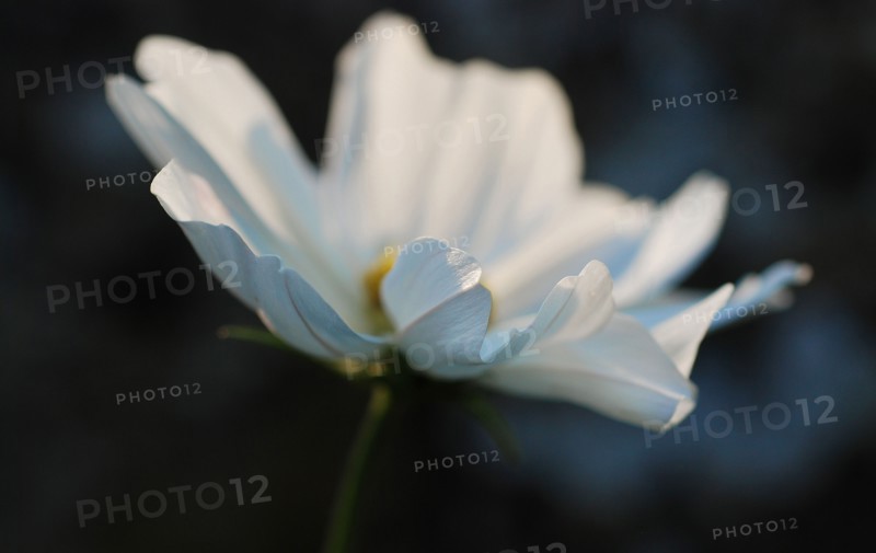 Cosmos bipinnatus