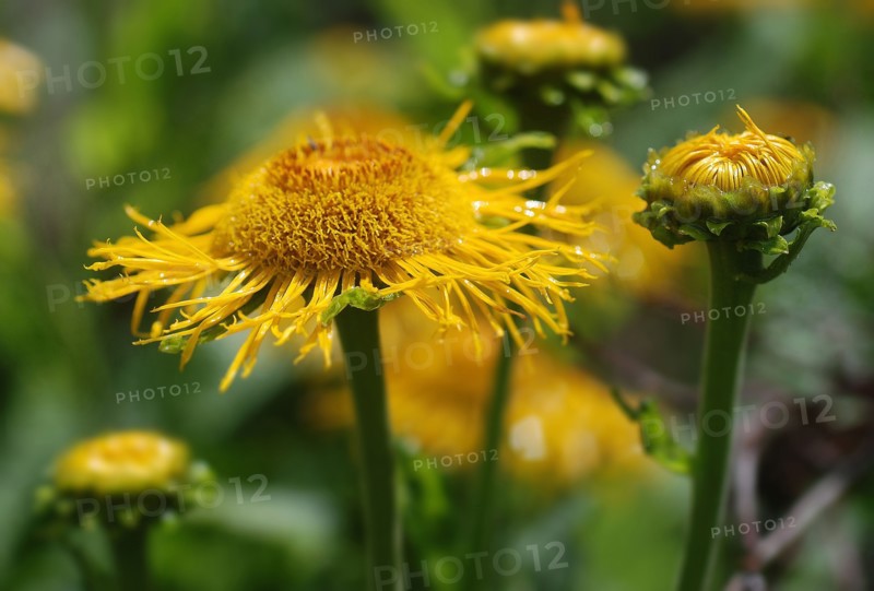 Doronicum (Leopard’s bane)