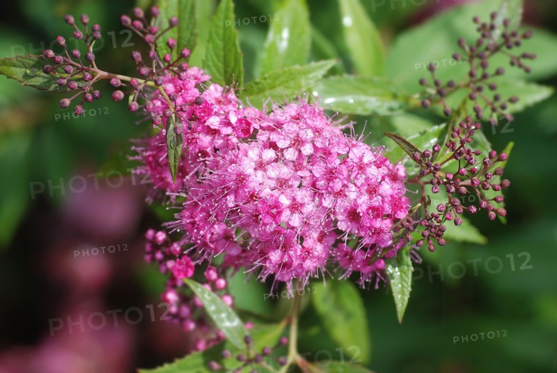 Filipendula purpurea (Purple meadowsweet)
