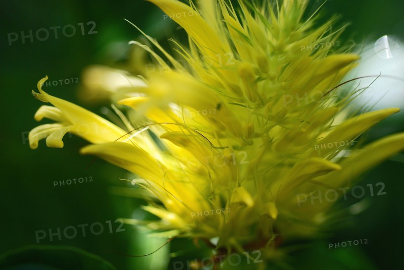 Schaueria flavicoma (Golden Plume)