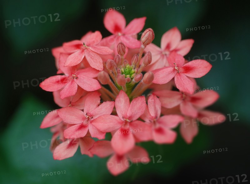 Hydrangea macrophylla