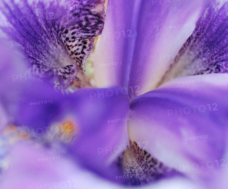 Blue Bearded Iris