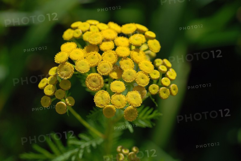 Tanacetum vulgare