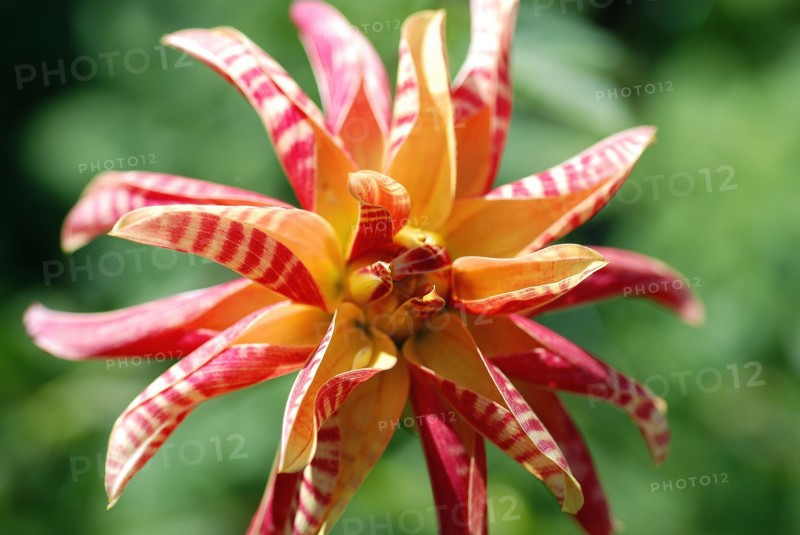 Dahlia 'Giraffe'