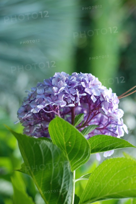 Hydrangea