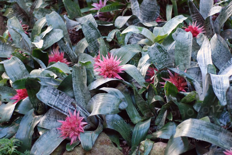 Aechmea fasciata