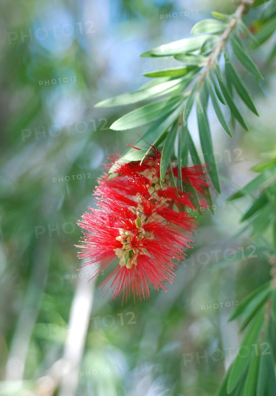 Callistemon