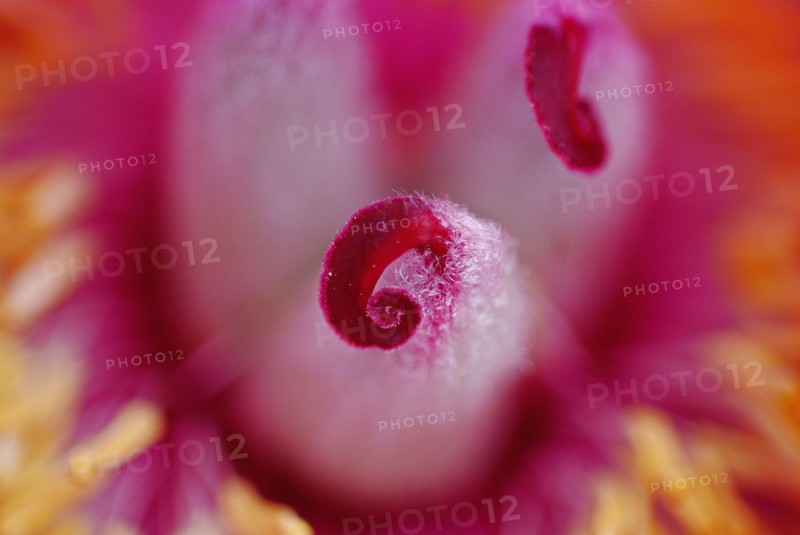 Paeonia mascula ssp. arietina