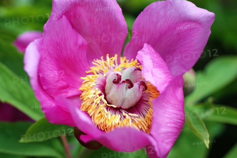 Paeonia mascula ssp. arietina