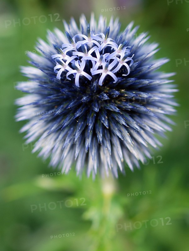 Blue Allium