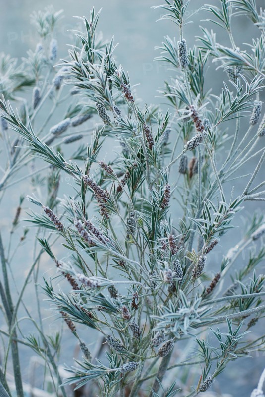 Bottle brush in winter