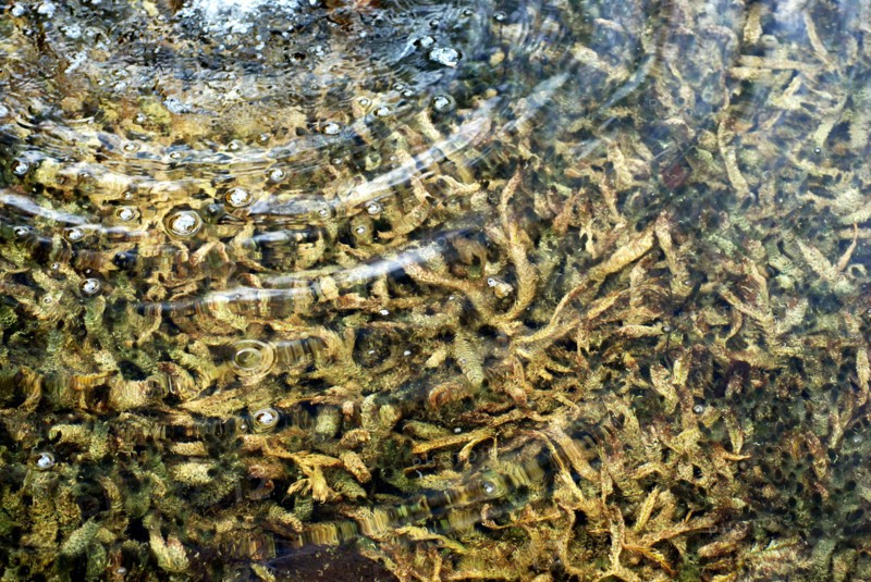 Seaweeds in a steam