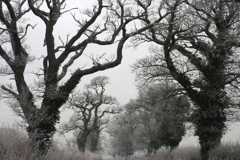 Chedworth oaks