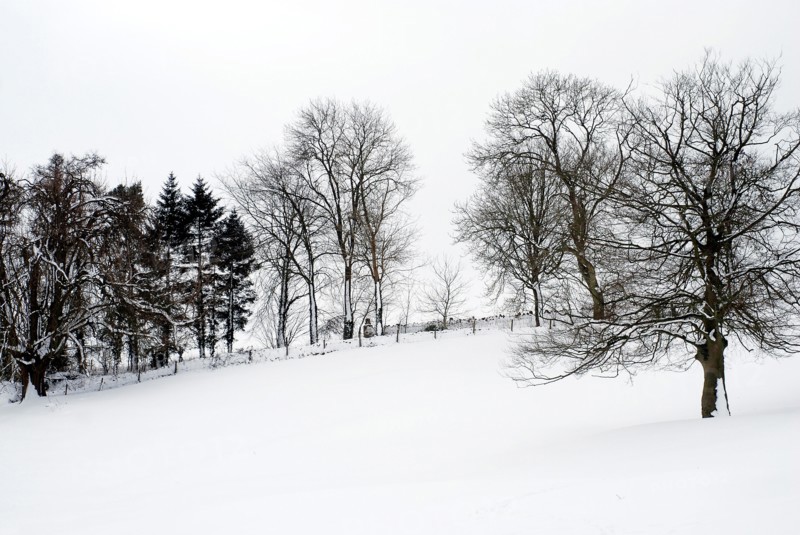 Chedworth natural reserve in winter