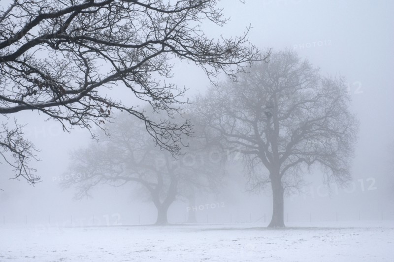 Snowy landscape