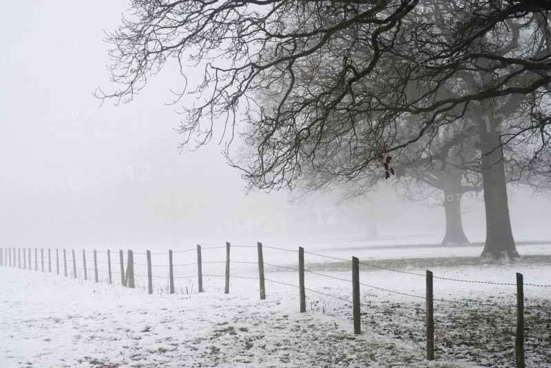 Snowy undergrowth