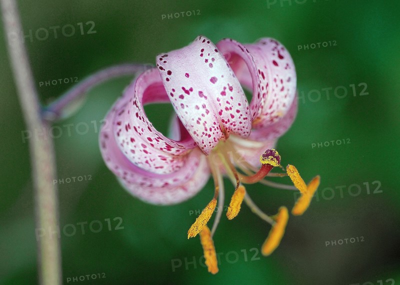 Lilium martagon