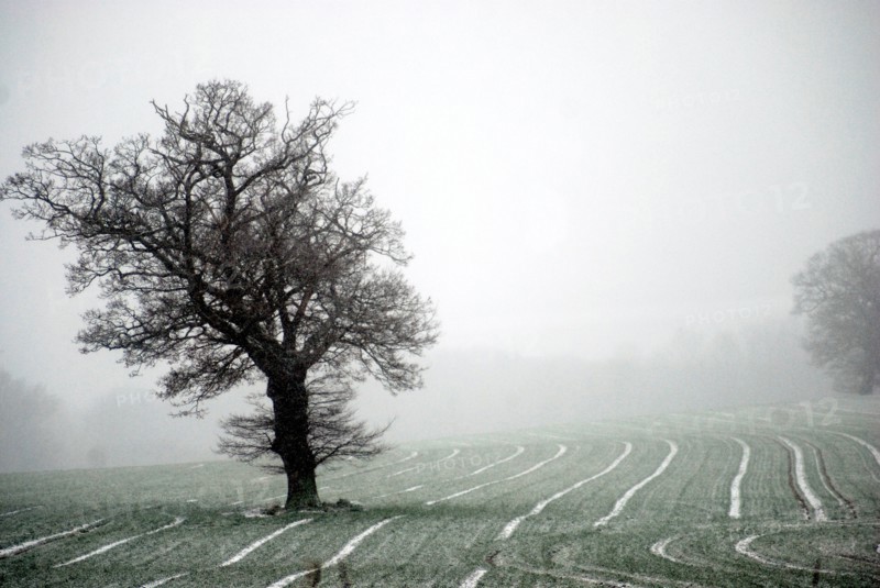 Norfolk field with single tree