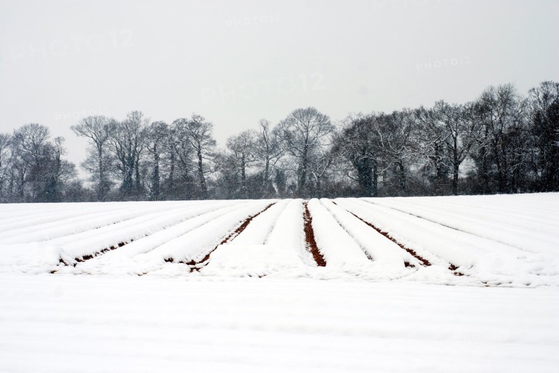 Snowy landscape