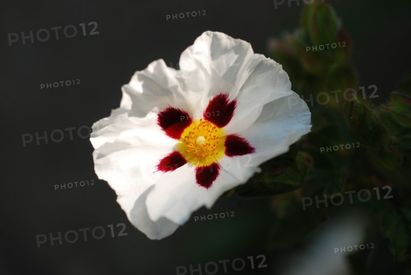 Cistus x aguilarii 'Maculatus'