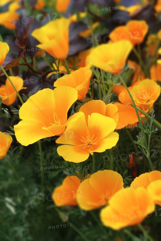 Eschscholzia californica (California Poppy)