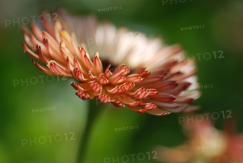 Helichrysum