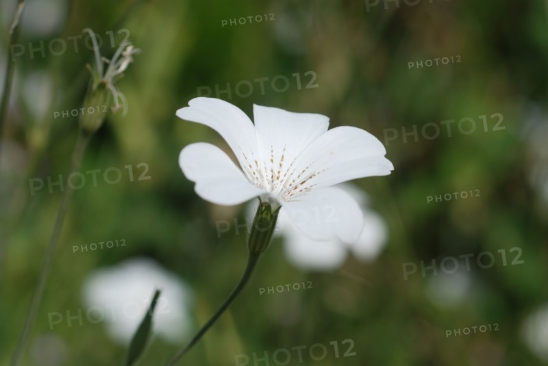 Agrostemma githago ‘Ocean Pearl’.