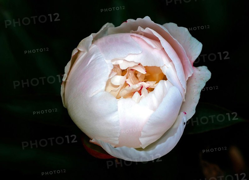 Peony