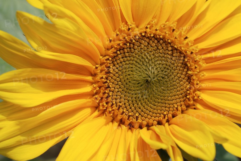 Helianthus annuus (Sunflower)